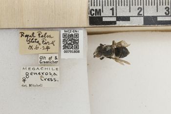 Media type: image;   Entomology 791808 Aspect: Labels